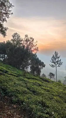 a grassy hill with trees in the background at Moksha at Infinity Valley in Kotagiri