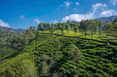 an aerial view of a tea plantation in the hills at amã Stays & Trails - Werifesteria, Coonoor in Coonoor