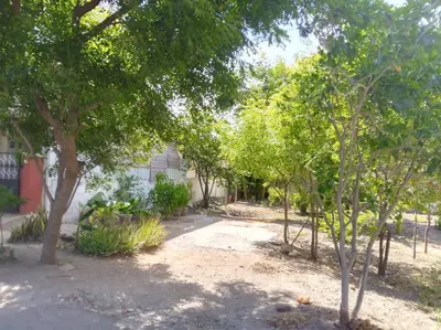 a group of trees in a yard with a building at Aathira's 2 Bedroom house @ Heart of Coimbatore in Coimbatore