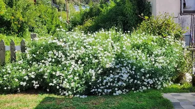 a large bush of white flowers next to a fence at Vue D'en Haut, Ooty,India in Ooty