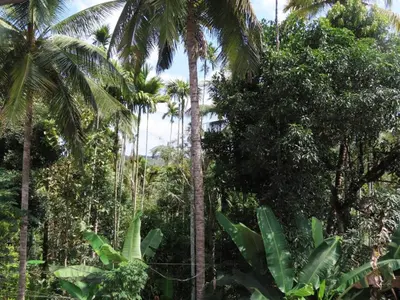 a group of palm trees in a tropical forest at Spice Garden Farm house in Sultan Bathery