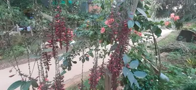 a bunch of red flowers hanging from a tree at CELESTIAL HOMESTAY in Pinangode