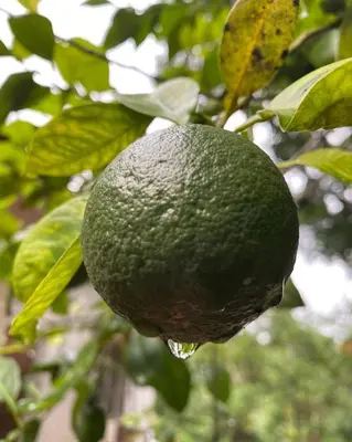 a green avocado hanging from a tree with a drop of water at Vasthyam in Kenichira