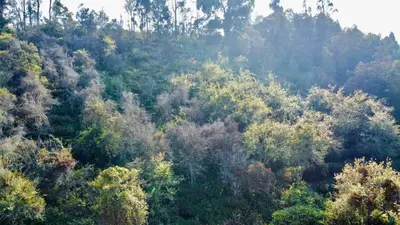 an aerial view of a forest filled with trees at La Flora kodaikanal in Kodaikānāl