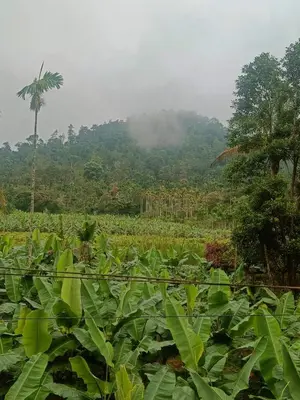 a field of green plants with a palm tree in the background at Nostalgia Homestay in Vythiri