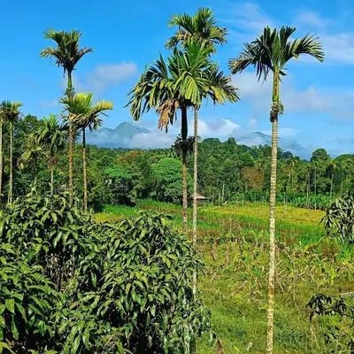 a group of palm trees in a field at Nostalgia Homestay in Vythiri