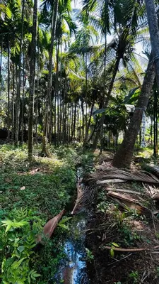 a stream in a forest with palm trees at Namasthe Inn AC, Ottapalam-Palakkad Highway, Lakkidi in Ottappālam