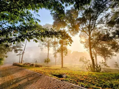 a misty morning in a park with trees and a path at Bamboo Grove in Mānantoddy