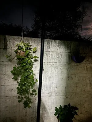 a green plant hanging on a wall at SHI's Isha Homestay in Coimbatore in Coimbatore