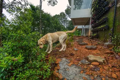 a brown dog standing next to a house at Ende Wayanad Resort in Koroth