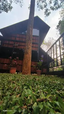 a log cabin with a tree in the grass at Tree House Wayanad in Muthanga