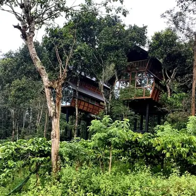 a tree house in the middle of the forest at Tree House Wayanad in Muthanga