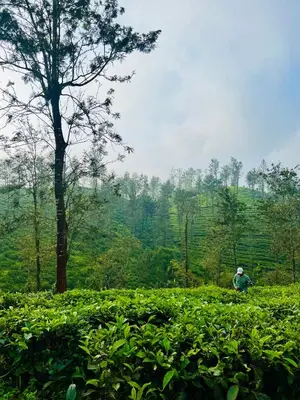 a man is sitting in a tea plantation at THALIMALA BUNGALOW in Vythiri