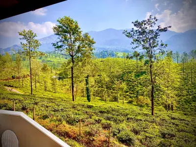 a view of a green field with trees and mountains at THALIMALA BUNGALOW in Vythiri