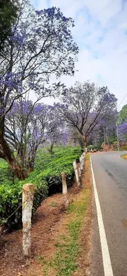 a fence next to a road with purple trees at Hiya Holidays in Munnar