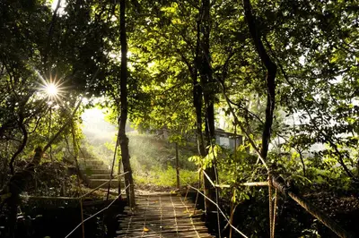a bridge in a forest with the sun shining through the trees at jungle view resort in Mananthavady