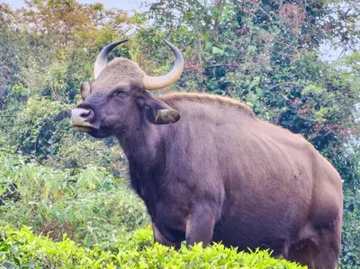 a large bull with horns standing in a field at Cloud & Mist Inn-Whole Villa Stay with Mountain Views in Kotagiri, Near Ooty in Kotagiri