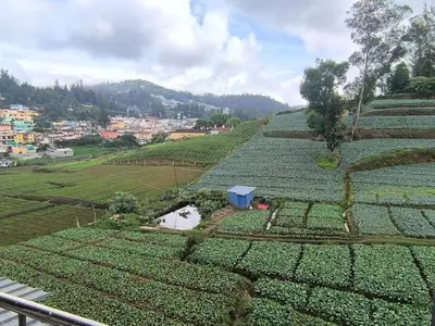 a view of a field of crops on a hill at J J HOMES in Ooty
