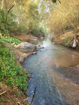 a river with rocks in the middle of a forest at Greens Vista Homestay Wayanad Near Natural Stream and Pool in Panamaram