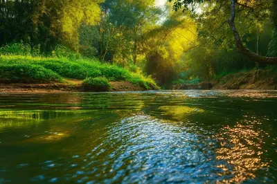 a view of a river with trees in the background at Greens Vista Homestay Wayanad Near Natural Stream and Pool in Panamaram