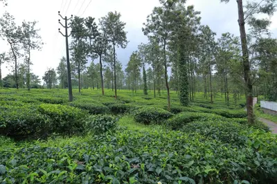 a tea plantation in the forest at CITADEL HOLIDAY HOME in Vythiri