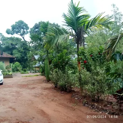 a row of palm trees and bushes on a dirt road at River View Guest Rooms in Vythiri