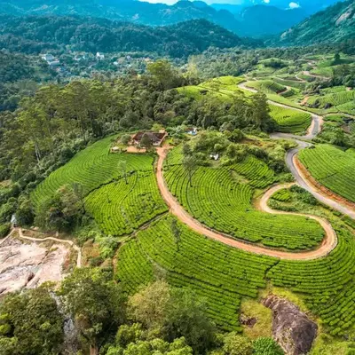 Viriparai Tea Bungalow Munnar by VOYE HOMES - Surrounded by Tea Plantations