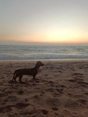 a dog standing on a beach near the ocean at Raaga on the Beach in Kannur