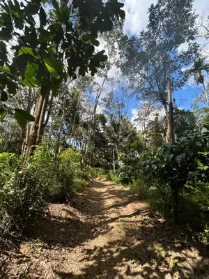 a dirt trail through a forest with trees at 4 Bedroom Jungle Villa in Panamaram