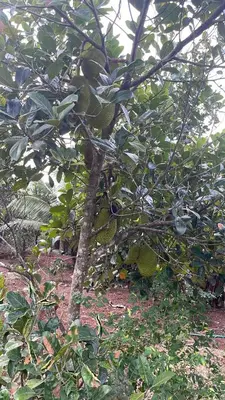 a tree with lots of green fruit on it at MO’s Agro in Pāppinisseri