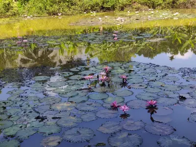 a pond with pink flowers and lily pads at Moksha The blissful escape in Kaniyāmbetta