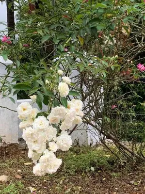 a bunch of white flowers on a bush at Maskan Home Stay in Kakkadampoyil