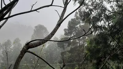 a foggy forest with trees in the background at jacaranda resorts in Kanthalloor