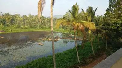 a view of a river with palm trees at Souparnika Lakeview Homestay LLP in Wayanad