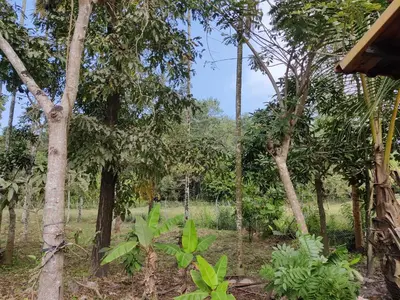 a forest filled with trees and green plants at Woodside Haven in Chekadi