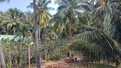a plantation of palm trees in a field at SHI's Velliangiri 3BHK Individual villa Near Isha Adiyogi, Coimbatore in Alāndurai