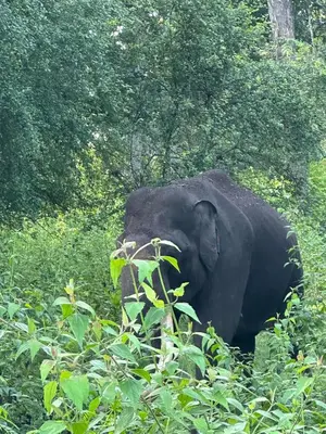 an elephant standing in the middle of a field at Angels Nest Home stay 2 Acra private plantation Mountain area balconey SunRice view Nearby Ngarhole wild life , Tholpetty wild life , Pakshipathalam Bird santuary , Kuruva island # Thirunelly & Thrissilery Temple Near by Secure Stay Wayanad Kerala in Chekadi
