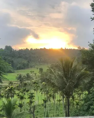 a field of palm trees with the sunset in the background at Angels Nest Home stay 2 Acra private plantation Mountain area balconey SunRice view Nearby Ngarhole wild life , Tholpetty wild life , Pakshipathalam Bird santuary , Kuruva island # Thirunelly & Thrissilery Temple Near by Secure Stay Wayanad Kerala in Chekadi