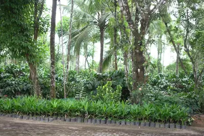a garden with a bunch of plants and trees at Coorg Stream Side Homestay in Ponnampet