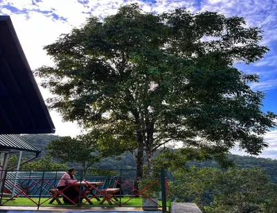 a woman sitting at a table in front of a tree at Vayalada View Point Resort in Kozhikode