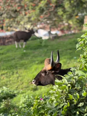 a bull with horns laying in a field at Tranquil Haven Kotagiri in Kotagiri