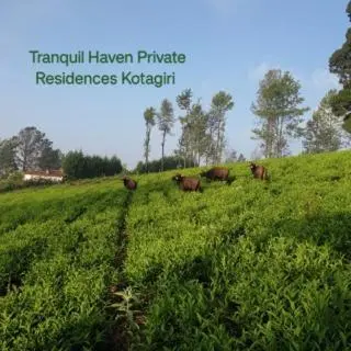 a group of cows grazing in a field of grass at Tranquil Haven Kotagiri in Kotagiri