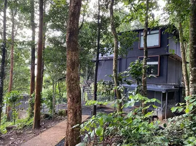 a tree house in the middle of the woods at Wildrootstay 3 bed cottage in Pinangode