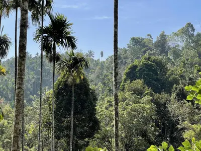 a group of palm trees in a tropical forest at Wetlands Wayanad Pool Resort with Natural Waterfalls in Padinjarathara
