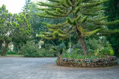 a pine tree in a flower bed in a park at Marlihill Bungalow - A CGH Earth SAHA Experience in Ooty