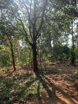 a tree in the middle of a forest at Shantam Homestay - Powered by Grackle in Cheruthuruthi