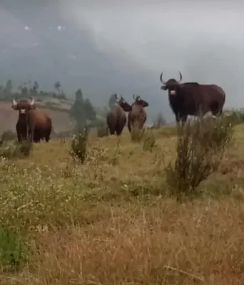 a herd of animals standing in a field at Vrindhavan Mist City Resorts in Kanthalloor