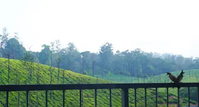 two birds sitting on a fence looking at a field at Zen Vista in Vālpārai