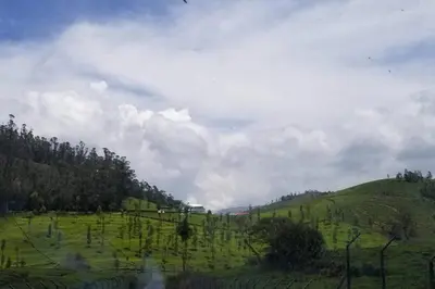a green field with trees on top of a hill at Bagaan - Tea Plantation Stay, Ooty in Aruvankadu