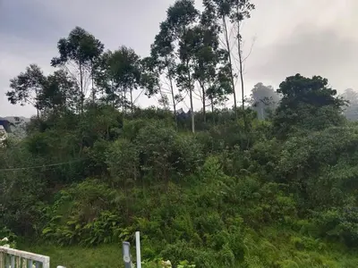 a lush green hill with trees and bushes at Pavithra cottage munnar in Munnar